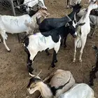 تيوس يمانيه على الشرط