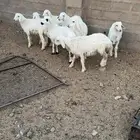 البيع. البيع. بهم. اعمره من. ثلاث. شهور. وفوق. نظيفه