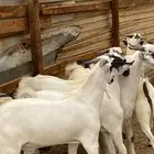 تيوس بيشيات