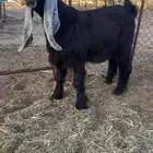 جذع عارضي صنف تم البيع