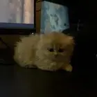 قطوه شيرازي هملايا