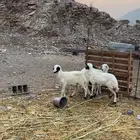 خرفان