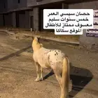 حصان سيسي
