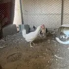 دجاجه بلديه مفرخه معه صوصين