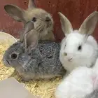 أرانب كيوت للتربيه ف البيت