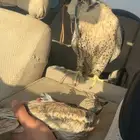 طير