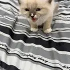 قطط كيتين هجين سيامي