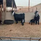 عدد 2 عنز ول د وحده متومه ووحده جايبه واحد(عوارض)