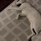 بس ذكر ضايع فالقرينيه شارع الستين