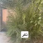 الإسكان الخرج 1