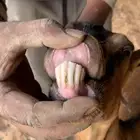 معزا جنوبيات