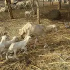 ضان مناتيج متاومه من 3