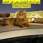 قطة مفقودة من المصيف مقابل مدرسة القياده قريب لفندق غايا