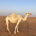 ناقه حايل للبيع