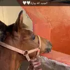 مهر شيخ للبيع المستعجل