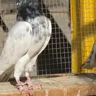 حمام باكستاني