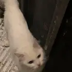 قطة لتبني