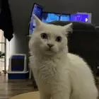 قط للبيع مع مستلزماته
