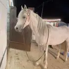 حصان جزيري