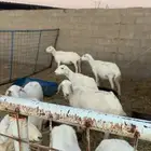 للبيع غنم 12 بفحل