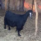 خروف نجدي وعنز مقنوي
