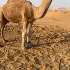 بعير احمر ساسه علا الهدب بعير عبدالمحسن الراجحي وامه كفو