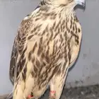 حر من حر مثلوث