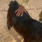 تيس ماهد مع المعزا معزول