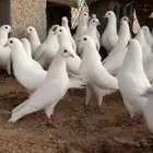 الخرج
