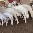 بهم حري لباني