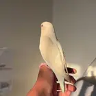 روز انثى