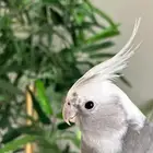 جوز كروان