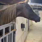 حصان واهو دم قوي