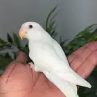 روز البينو اليف وهدد نشبه.. تم البيع