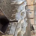 بهم تربيه