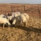 للبيع فحول حريات مشروطه ومن مراحي