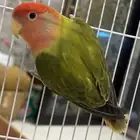 للبيع انثى روز محلله الي توقف عليه سومه نصيبه