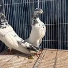 للبيع طبات تيدي جونسرة كوبرا فواخر