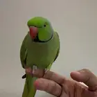 ضايع الي يحصله يكلمني