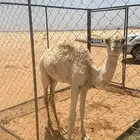 بكره وضحا للبيع