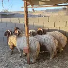 خرفان نعيمي جذعان