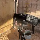 معزا مواليد