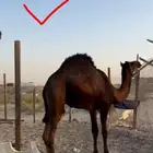 حاشي للبيع