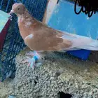 طبه تركي سجارة