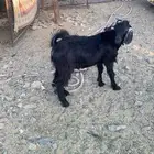 تيس وجفره