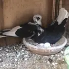 قطايف