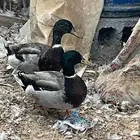 بط بري خضيري ذكور طيار