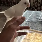 ببغاء كروان البينو