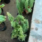 أشجار متوسط جميله