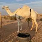 عشراء معه قعود طايش شحم